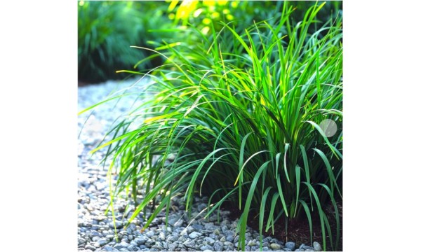 Viksva (Carex) Irish green Viksva (Carex) Irish green