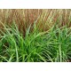 Viksva (Carex) Irish green Viksva (Carex) Irish green