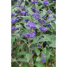 Sėpenė (Caryopteris) Kew blue