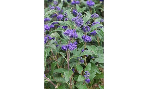 Sėpenė (Caryopteris) Kew blue Sėpenė (Caryopteris) Kew blue
