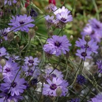 Katanankė (Catananche caerulea )