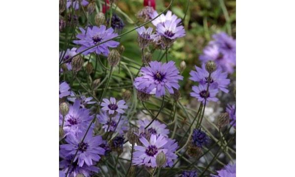 Katanankė (Catananche caerulea )