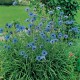 Katanankė (Catananche caerulea )