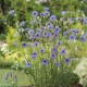 Katanankė (Catananche caerulea )