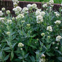 Viduvis raudonžiedis (Centranthus ruber) Alba