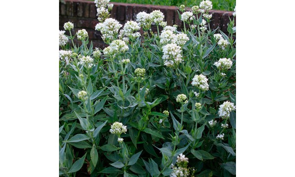 Viduvis raudonžiedis (Centranthus ruber) Alba