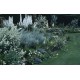 Viduvis raudonžiedis (Centranthus ruber) Alba