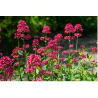 Viduvis raudonžiedis (Centranthus ruber) 