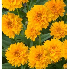 Gludas (Coreopsis) Early sunrise Gludas (Coreopsis) Early sunrise