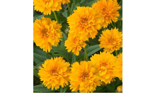 Gludas (Coreopsis) Early sunrise Gludas (Coreopsis) Early sunrise