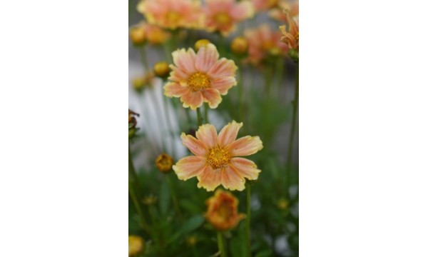 Gludas (Coreopsis) Gardenscape Melon