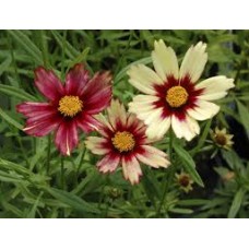 Gludas (Coreopsis) Redshift Gludas (Coreopsis) Redshift