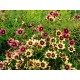 Gludas (Coreopsis) Redshift