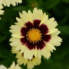 Gludas (Coreopsis) Uptick cream and bronze Gludas (Coreopsis) Uptick cream and bronze