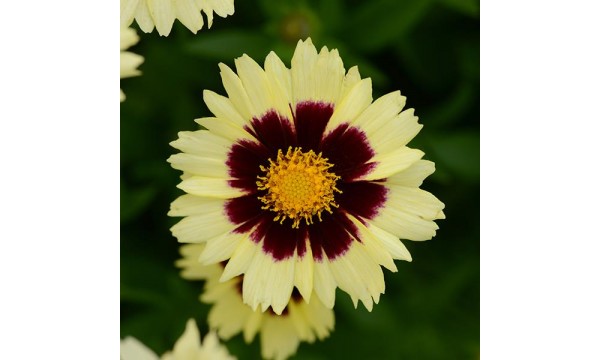 Gludas (Coreopsis) Uptick cream and bronze Gludas (Coreopsis) Uptick cream and bronze