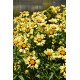 Gludas (Coreopsis) Uptick cream and bronze Gludas (Coreopsis) Uptick cream and bronze