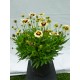 Gludas (Coreopsis) Uptick cream and bronze Gludas (Coreopsis) Uptick cream and bronze