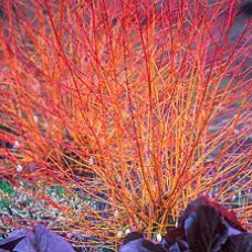 Sedula raudonoji (Cornus sanguinea) Midwinter fire