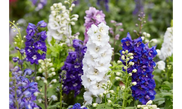 Pentinis (Delphinium) Giant Black Knight