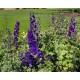 Pentinis (Delphinium) Giant Black Knight