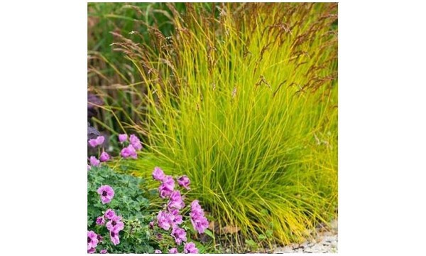 Šluotsmilgė (Deschampsia) Tatra Gold Šluotsmilgė (Deschampsia) Tatra Gold
