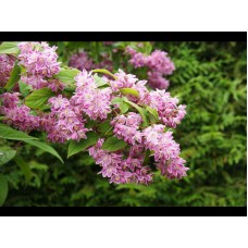 Deucija (Deutzia) Tourbillon rouge Deucija (Deutzia) Tourbillon rouge