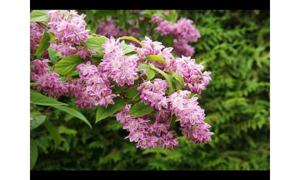 Deucija (Deutzia) Tourbillon rouge