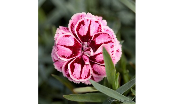 Gvazdikas (Dianthus) Strawberry ice Gvazdikas (Dianthus) Strawberry ice