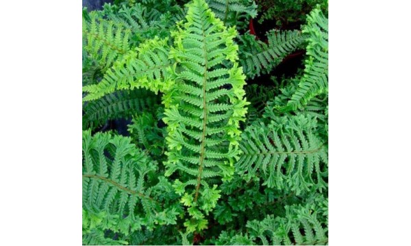 Papartis (Polystichum) Polydactyla Dadds