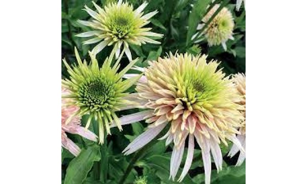 Ežiuolė (Echinacea hybrida) Cherry fluf