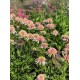 Ežiuolė (Echinacea hybrida) Cherry fluf