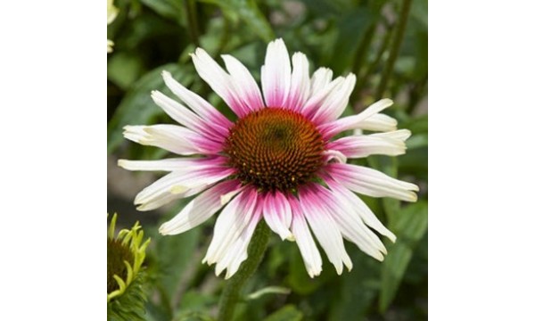 Ežiuolė (Echinacea hybrida) Funky white