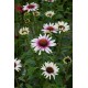 Ežiuolė (Echinacea hybrida) Funky white