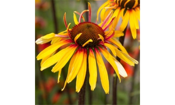Ežiuolė (Echinacea hybrida) Funky yellow