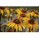 Ežiuolė (Echinacea hybrida) Funky yellow