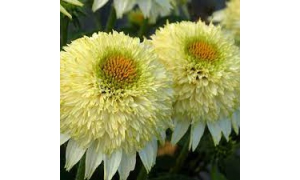 Ežiuolė (Echinacea hybrida) Puff Vanilla