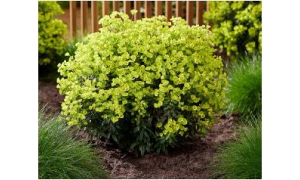 Karpažolė  (Euphorbia)  Ascot Petite