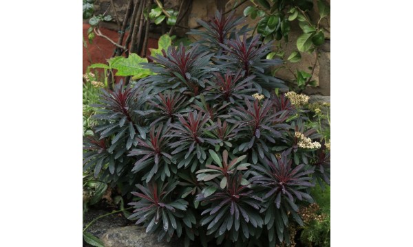 Karpažolė (Euphorbia) Miners Merlo Karpažolė (Euphorbia) Miners Merlo