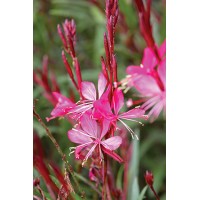 Gaura (Gaura lindheimeri) Pasionate Blush