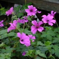 Snaputis (Geranium) Elworthy Eyecathcher