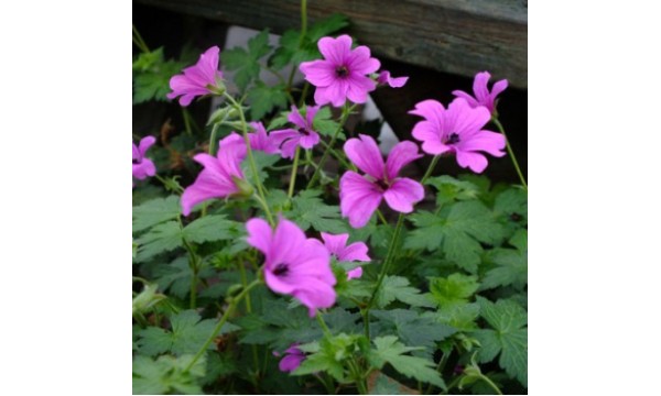 Snaputis (Geranium) Elworthy Eyecathcher