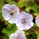 Snaputis (Geranium) Lilac ice