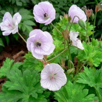 Snaputis (Geranium) Lilac ice