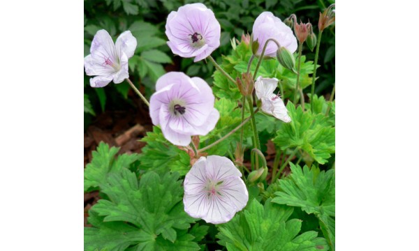 Snaputis (Geranium) Lilac ice