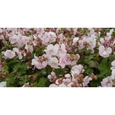 Snaputis (Geranium) St Ola