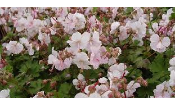 Snaputis (Geranium) St Ola