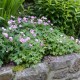 Snaputis smulkiažiedis (Geranium x oxonianum) Wargrave pink