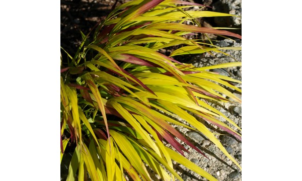 Hakonė (Hakonechloa) Sunflare