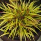 Hakonė (Hakonechloa) Sunflare
