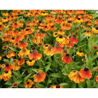 Saulainė (Helenium) Short and sassy